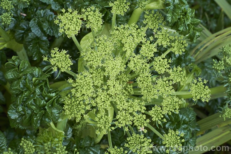 Angelica pachycarpa, an evergreen or near-evergreen spring-flowering perennial cultivated for its very glossy foliage, which is sometimes used as an ornamental garnish