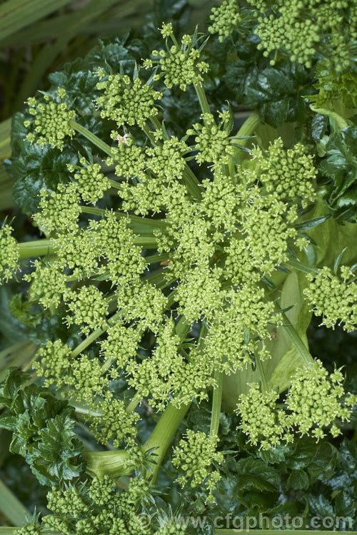 Angelica pachycarpa, an evergreen or near-evergreen spring-flowering perennial cultivated for its very glossy foliage, which is sometimes used as an ornamental garnish