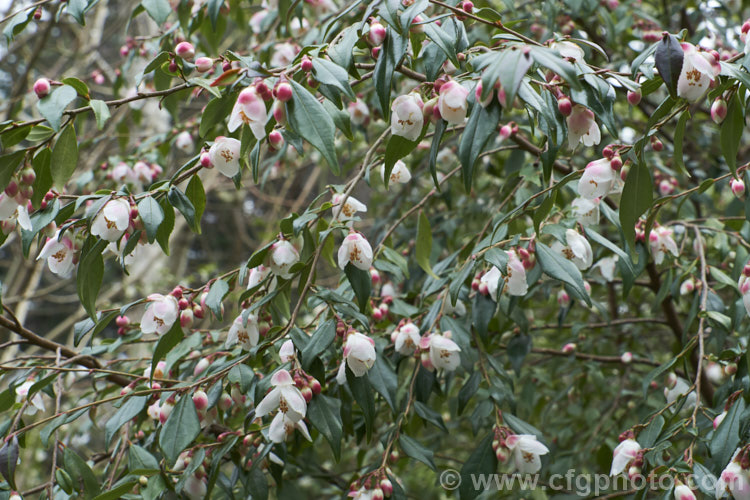 <i>Camellia lutchuensis</i> var. <i>minutiflora</i>, a 15m tall and wide bush with weeping branches and dark green, everegreen foliage. Its red buds open to small white flowers with as hint of pink. Order: Ericales, Family: Theaceae