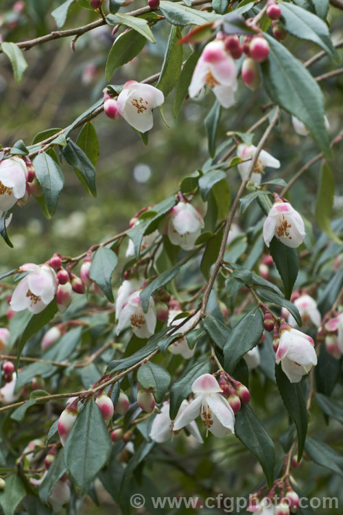 <i>Camellia lutchuensis</i> var. <i>minutiflora</i>, a 15m tall and wide bush with weeping branches and dark green, everegreen foliage. Its red buds open to small white flowers with as hint of pink. Order: Ericales, Family: Theaceae