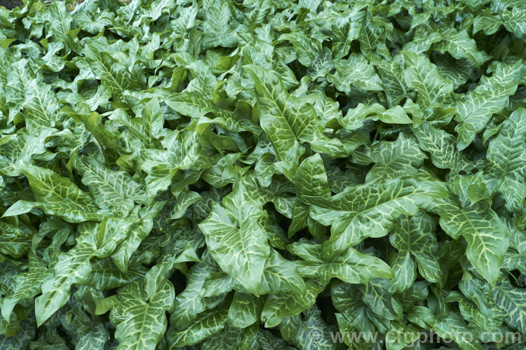 The lush spring foliage of Arum italicum, a perennial found in several forms from southern Europe to western Asia. It often naturalises in gardens and can form large patches. arum-2367htm'>Arum.