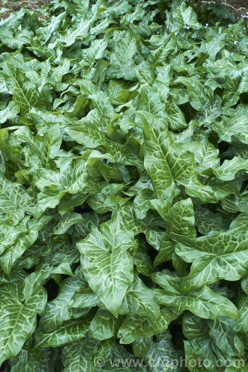 The lush spring foliage of Arum italicum, a perennial found in several forms from southern Europe to western Asia. It often naturalises in gardens and can form large patches. arum-2367htm'>Arum.