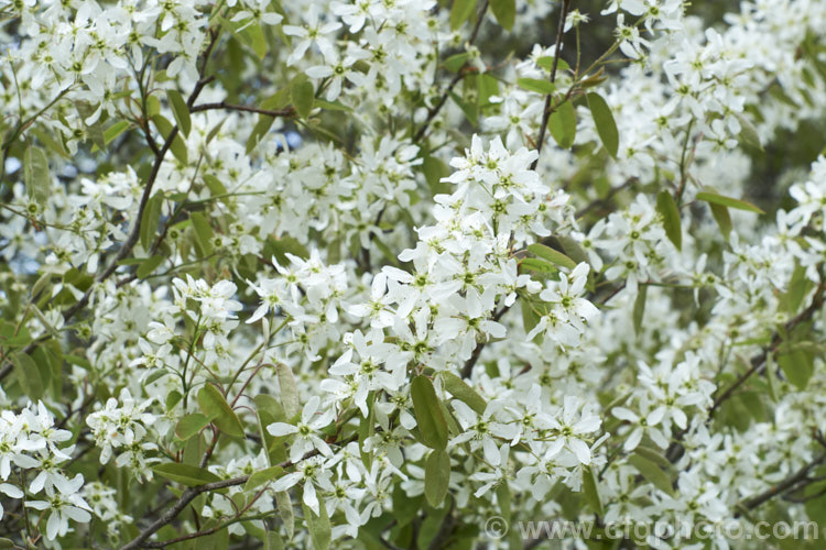 Amelanchier lamarckii, often misidentified in gardens as Amelanchier canadensis, this spring-flowering deciduous shrub or tree to 10m tall is a native of eastern Canada. Order: Rosales, Family: Rosaceae