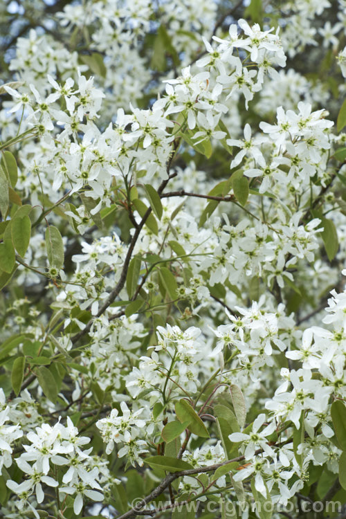 Amelanchier lamarckii, often misidentified in gardens as Amelanchier canadensis, this spring-flowering deciduous shrub or tree to 10m tall is a native of eastern Canada. Order: Rosales, Family: Rosaceae