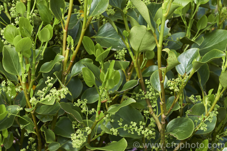 Kapuka or Broadleaf (<i>Griselinia littoralis</i>) in flower. This evergreen shrub or small tree grow 5-15m tall and is native to New Zealand Often an epiphyte in the wild, it is cultivated for its large, tough, leathery leaves and can be used for hedging. Individually, its green flowers are inconspicuous, but they are massed together in large head and are followed by purple-black berries. griselinia-2290htm'>Griselinia. <a href='griseliniaceae-plant-family-photoshtml'>Griseliniaceae</a>.