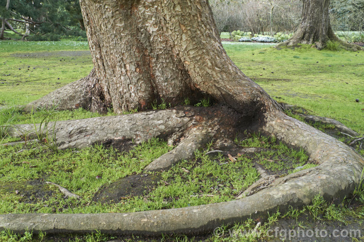 The buttress roots of the Saw-leaf Zelkova or Japanese Zelkova (<i>Zelkova serrata</i>), a 20-35m tall deciduous tree native to Japan, eastern China and Taiwan. Order: Rosales, Family: Ulmaceae