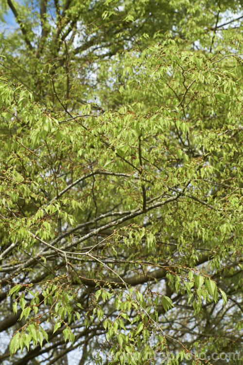 The young spring foliage and flowers of the Saw-leaf Zelkova or Japanese Zelkova (<i>Zelkova serrata</i>), a 20-35m tall deciduous tree native to Japan, eastern China and Taiwan. Order: Rosales, Family: Ulmaceae