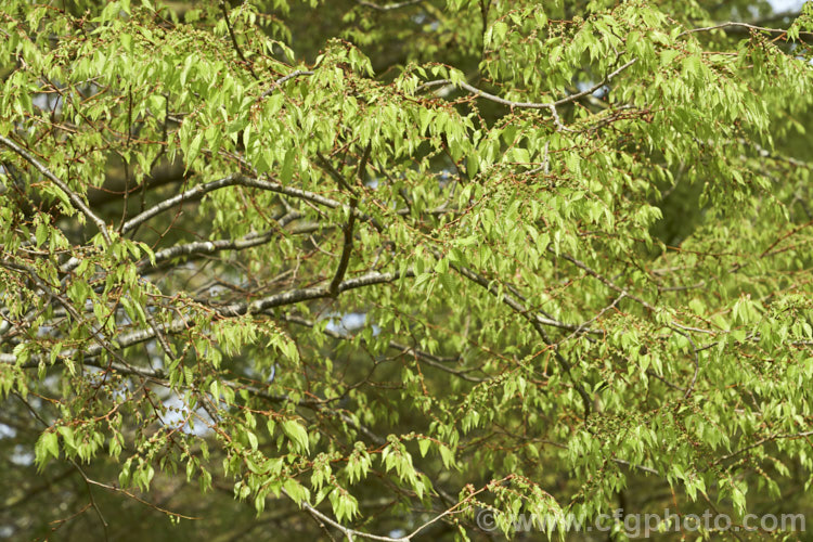 The young spring foliage and flowers of the Saw-leaf Zelkova or Japanese Zelkova (<i>Zelkova serrata</i>), a 20-35m tall deciduous tree native to Japan, eastern China and Taiwan.