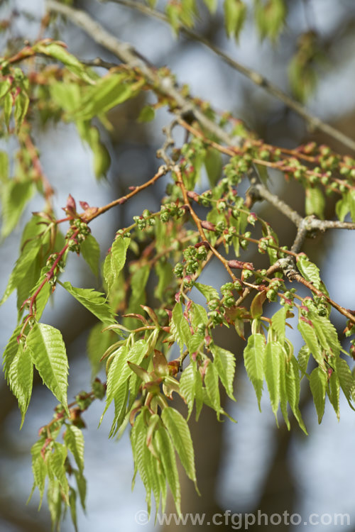 The young spring foliage and flowers of the Saw-leaf. Zelkova or Japanese Zelkova (<i>Zelkova serrata</i>), a 20-35m tall deciduous tree native to Japan, eastern China and Taiwan. Order: Rosales, Family: Ulmaceae