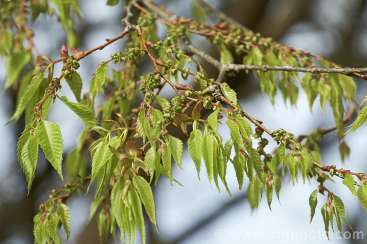 The young spring foliage and flowers of the Saw-leaf Zelkova or Japanese Zelkova (<i>Zelkova serrata</i>), a 20-35m tall deciduous tree native to Japan, eastern China and Taiwan. Order: Rosales, Family: Ulmaceae