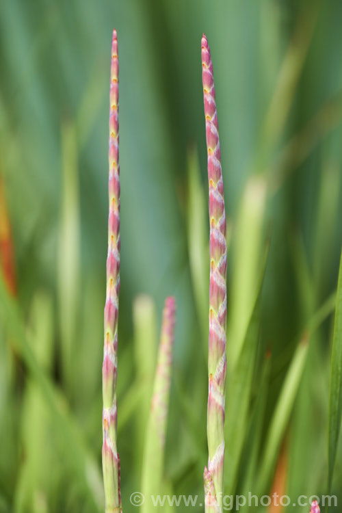 The developing flowerhead of Watsonia aletroides, a late winter- to spring-flowering cormous perennial native to the southwest and western Cape regions of South Africa. Many of these flowers show evidence of having been visited by bumble bees, which unable to reach down into the flowers to the nectar, have instead cut holes at the base of the flowers. watsonia-2394htm'>Watsonia.