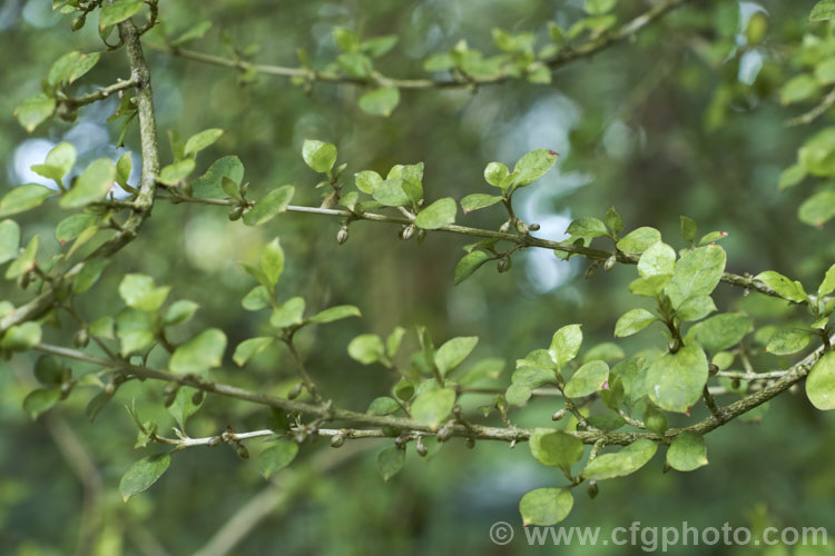 Mikimiki (<i>Coprosma areolata</i>), a 2-3m tall evergreen shrub native to New Zealand Mikimiki has a divaricating growth habit and as is common with such plants its berries are largely hidden within the tangle of branches, presumably to prevent them being consumed by browsing animals. Order: Gentianales, Family: Rubiaceae