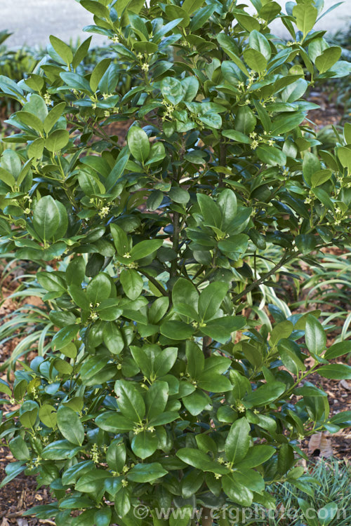 Largo Holly (<i>Ilex 'Largo'), a smooth-leaved evergreen holly that grows to around 4m tall Grown as a foliage plant, 'Largo' is a male cultivar that does not fruit and its small flowers are seldom produced. Order: Aquifoliales, Family: Aquifoliaceae