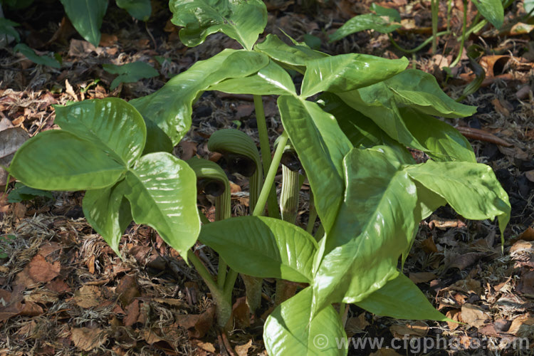 Cobra Lily (<i>Arisaema ringens</i>), a spring-flowering bulb that occurs naturally in Japan. It has glossy leaves, and its flowers, on stems to 30cm tall and among the earliest of the arisaemas, are followed by bright red fruits. Order: Alismatales, Family: Araceae