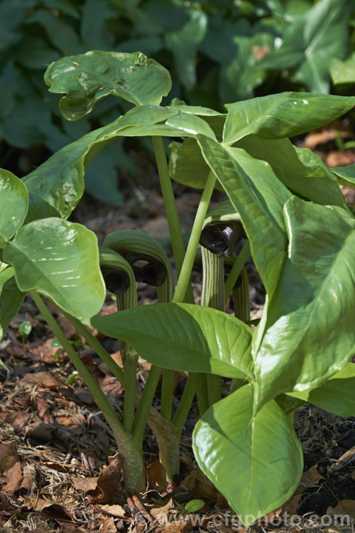 Cobra Lily (<i>Arisaema ringens</i>), a spring-flowering bulb that occurs naturally in Japan. It has glossy leaves, and its flowers, on stems to 30cm tall and among the earliest of the arisaemas, are followed by bright red fruits. Order: Alismatales, Family: Araceae