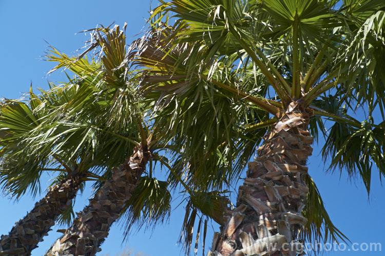 Southern. Washingtonia, Mexican Washingtonia or Skyduster (<i>Washingtonia robusta</i>), a 25m tall palm native to northwest Mexico. It is widely grown as an avenue tree. washingtonia-2056htm'>Washingtonia.