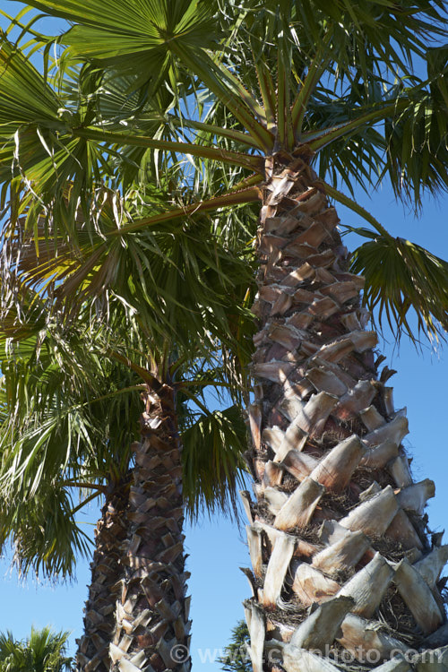 Southern. Washingtonia, Mexican Washingtonia or Skyduster (<i>Washingtonia robusta</i>), a 25m tall palm native to northwest Mexico. It is widely grown as an avenue tree. washingtonia-2056htm'>Washingtonia.