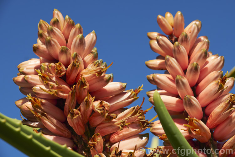 The flowers of Aloidendron barberae (syns. Aloidendron bainesii, Aloe bainesii</i>), a tree-like aloe native to South Africa, Swaziland and Mozambique. It can reach 18m tall, with sturdy branches, leaves to 90cm long and inflorescences of green-tipped pink to deep reddish pink flowers in winter. aloidendron-3660htm'>Aloidendron.