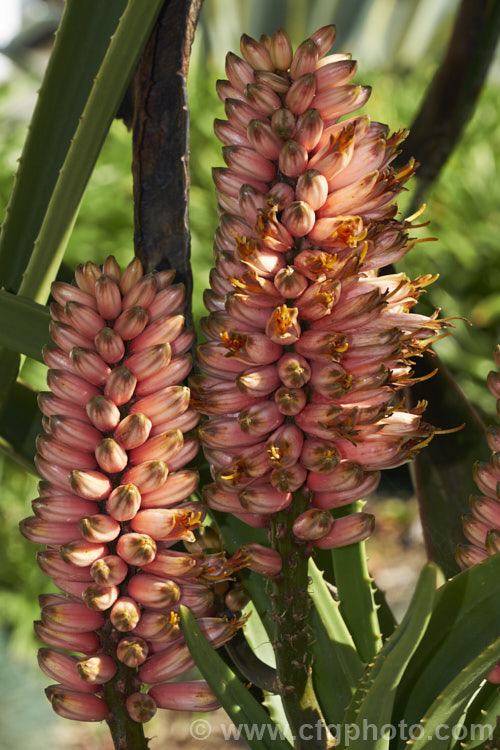 The flowers of Aloidendron barberae (syns. Aloidendron bainesii, Aloe bainesii</i>), a tree-like aloe native to South Africa, Swaziland and Mozambique. It can reach 18m tall, with sturdy branches, leaves to 90cm long and inflorescences of green-tipped pink to deep reddish pink flowers in winter. aloidendron-3660htm'>Aloidendron.