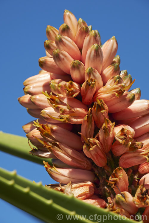 The flowers of Aloidendron barberae (syns. Aloidendron bainesii, Aloe bainesii</i>), a tree-like aloe native to South Africa, Swaziland and Mozambique. It can reach 18m tall, with sturdy branches, leaves to 90cm long and inflorescences of green-tipped pink to deep reddish pink flowers in winter. aloidendron-3660htm'>Aloidendron.