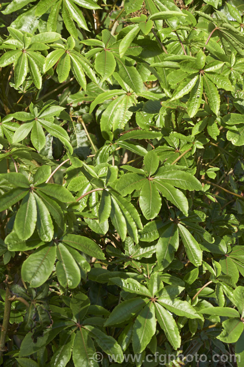 Pate or Patete (<i>Schefflera digitata</i>), an evergreen shrub or small tree up to 8m tall It occurs in forest areas of all the main islands of New Zealand, preferring a near-frost-free climate. Its sprays of small green flowers are followed by purple-pink-tinted fruits. schefflera-2489htm'>Schefflera. Order: Apiales, Family: Araliaceae