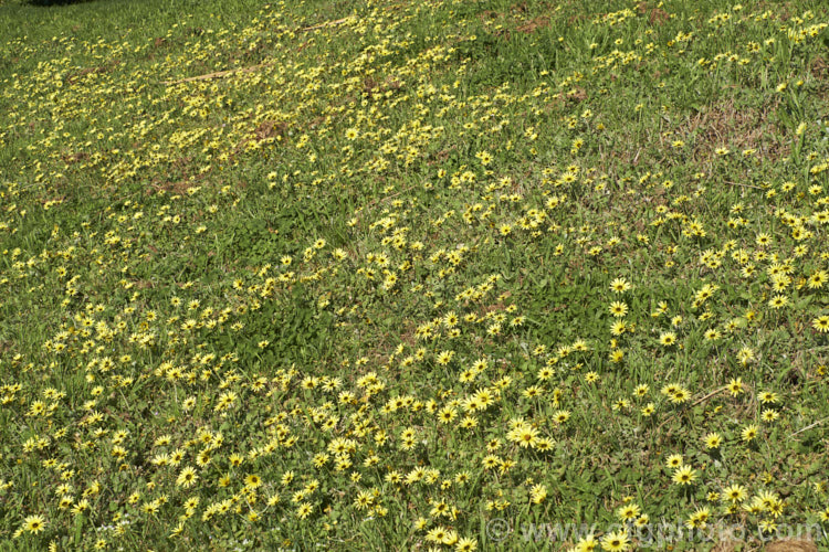 Cape Weed (<i>Arctotheca calendula</i>), a perennial daisy native to southern Africa and now widely naturalised. It flowers in spring and early summer and while occasionally cultivated it most often occurs as a lawn or pasture weed. Order: Asterales, Family: Asteraceae