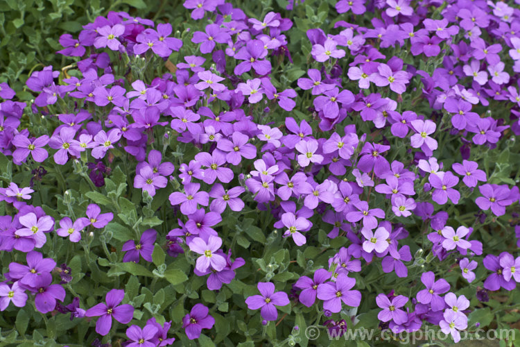 Aubretia (<i>Aubrieta deltoidea</i>), a perennial native of the Aegean region. Sometimes grown as a bedding annual, it is also widely grown as a rockery plant and is ideal for spilling over rock walls and growing in the cracks in stone paving. Note the difference in the spelling of the common name aubretia and the proper name. Aubrieta. aubrieta-2388htm'>Aubrieta. .