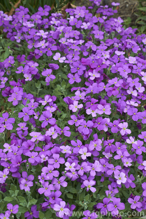 Aubretia (<i>Aubrieta deltoidea</i>), a perennial native of the Aegean region. Sometimes grown as a bedding annual, it is also widely grown as a rockery plant and is ideal for spilling over rock walls and growing in the cracks in stone paving. Note the difference in the spelling of the common name aubretia and the proper name. Aubrieta. aubrieta-2388htm'>Aubrieta. .