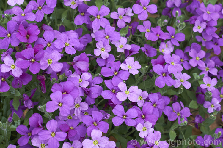 Aubretia (<i>Aubrieta deltoidea</i>), a perennial native of the Aegean region. Sometimes grown as a bedding annual, it is also widely grown as a rockery plant and is ideal for spilling over rock walls and growing in the cracks in stone paving. Note the difference in the spelling of the common name aubretia and the proper name. Aubrieta. aubrieta-2388htm'>Aubrieta. .