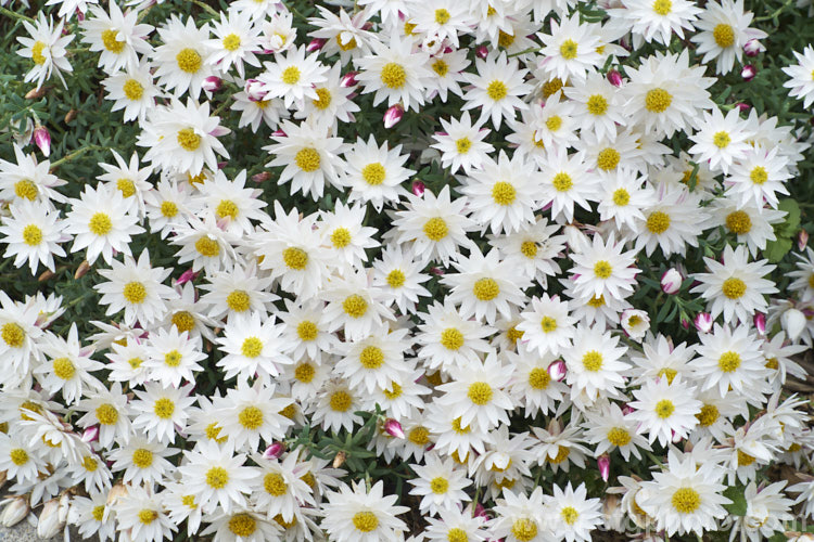 Everlasting, Strawflower (<i>Rhodanthe 'Paper. Star' [syn. Helipterum anthemoides]), a low, spreading evergreen perennial native to southeastern Australia, including Tasmania. The papery white flowerheads open from late winter