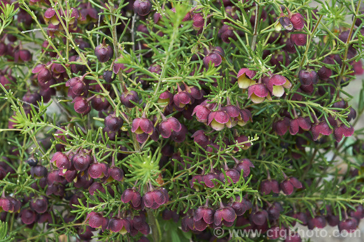 Brown Boronia (<i>Boronia megastigma</i>), a Western Australian shrub. The most heavily scented boronia, it is widely grown but usually short-lived, seldom achieving its maximum height of 25m in cultivation. Order: Sapindales, Family: Rutaceae