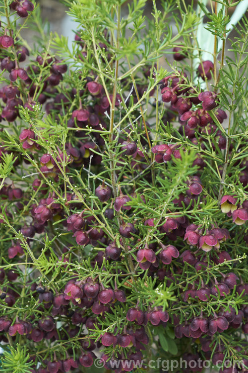 Brown Boronia (<i>Boronia megastigma</i>), a Western Australian shrub. The most heavily scented boronia, it is widely grown but usually short-lived, seldom achieving its maximum height of 25m in cultivation. Order: Sapindales, Family: Rutaceae