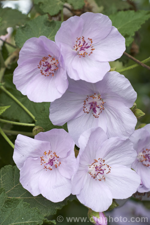 <i>Abutilon vitifolium</i>, a large spring- to summer-flowering shrub or small tree native to Chile. It grows quickly to as much a 7m tall but is inclined to be short-lived. Order: Malvales, Family: Malvaceae