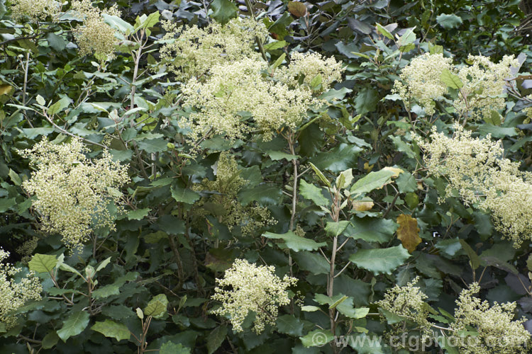 Rangiora (<i>Brachyglottis repanda</i>), a large-leaved, 25-6m tall, spring-flowering, evergreen shrub or small tree native to New Zealand. The tiny, cream, daisy-like flowers are massed in panicles. brachyglottis-2162htm'>Brachyglottis.