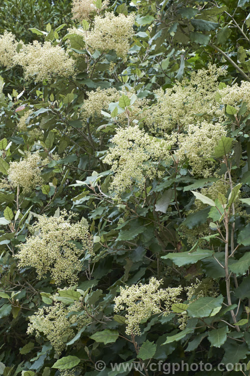 Rangiora (<i>Brachyglottis repanda</i>), a large-leaved, 25-6m tall, spring-flowering, evergreen shrub or small tree native to New Zealand. The tiny, cream, daisy-like flowers are massed in panicles. brachyglottis-2162htm'>Brachyglottis.