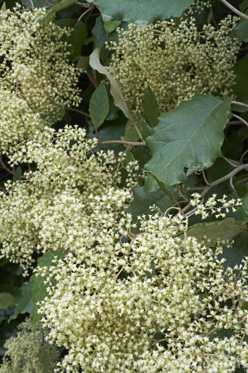 Rangiora (<i>Brachyglottis repanda</i>), a large-leaved, 25-6m tall, spring-flowering, evergreen shrub or small tree native to New Zealand. The tiny, cream, daisy-like flowers are massed in panicles. brachyglottis-2162htm'>Brachyglottis.