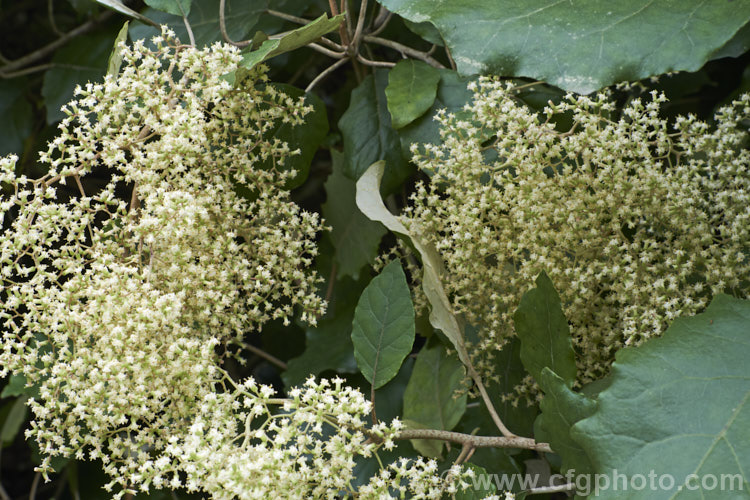 Rangiora (<i>Brachyglottis repanda</i>), a large-leaved, 25-6m tall, spring-flowering, evergreen shrub or small tree native to New Zealand. The tiny, cream, daisy-like flowers are massed in panicles. brachyglottis-2162htm'>Brachyglottis.