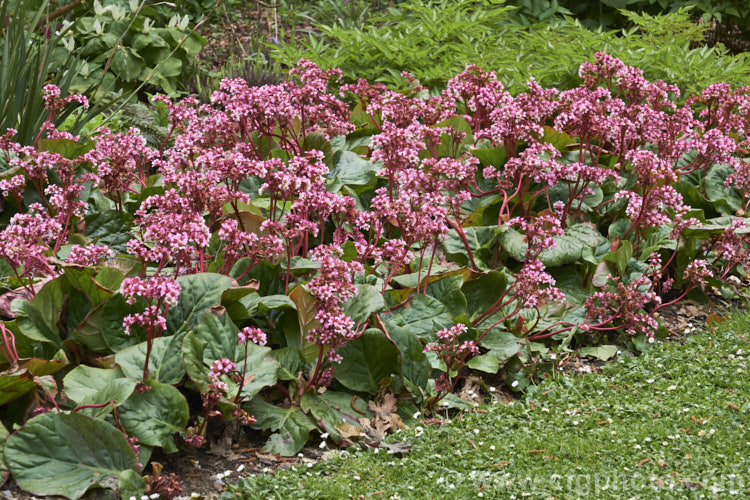 Pigsqueak (<i>Bergenia cordifolia</i>), a hardy perennial native to Siberia. The large leaves are near-evergreen in mild climates. Its flowers, on reddish stems up to 30cm high, open from late winter. The common name supposedly comes from the squeals of delight given by pigs on finding the rhizomes, though it may also be because of the noise produced by rubbing the wet foliage. bergenia-2281htm'>Bergenia. <a href='saxifragaceae-plant-family-photoshtml'>Saxifragaceae</a>.