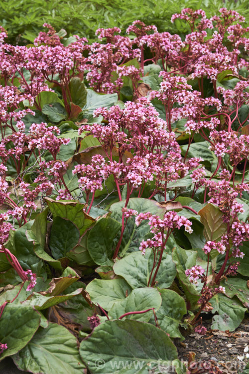 Pigsqueak (<i>Bergenia cordifolia</i>), a hardy perennial native to Siberia. The large leaves are near-evergreen in mild climates. Its flowers, on reddish stems up to 30cm high, open from late winter. The common name supposedly comes from the squeals of delight given by pigs on finding the rhizomes, though it may also be because of the noise produced by rubbing the wet foliage. bergenia-2281htm'>Bergenia. <a href='saxifragaceae-plant-family-photoshtml'>Saxifragaceae</a>.