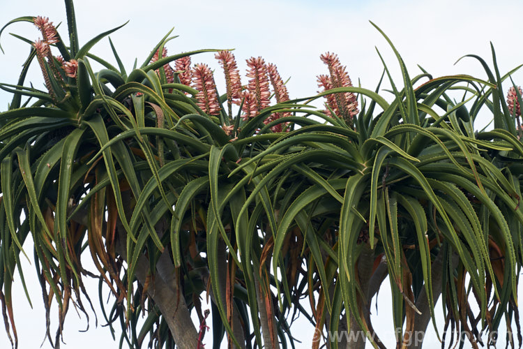 Aloidendron barberae (syns. Aloidendron bainesii, Aloe bainesii</i>), a tree-like aloe native to South Africa, Swaziland and Mozambique. It can reach 18m tall, with sturdy branches, leaves to 90cm long and inflorescences of green-tipped pink to deep reddish pink flowers in winter. aloidendron-3660htm'>Aloidendron.