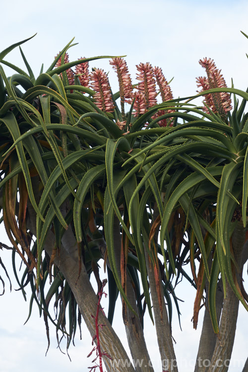 Aloidendron barberae (syns. Aloidendron bainesii, Aloe bainesii</i>), a tree-like aloe native to South Africa, Swaziland and Mozambique. It can reach 18m tall, with sturdy branches, leaves to 90cm long and inflorescences of green-tipped pink to deep reddish pink flowers in winter. aloidendron-3660htm'>Aloidendron.