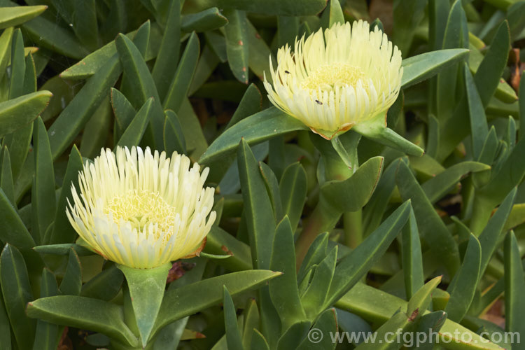 Hottentot. Fig or Iceplant (<i>Carpobrotus edulis</i>), a South African succulent that has naturalised in many areas, particularly near the coast. Its flowers are followed by edible watery fruit. carpobrotus-2650htm'>Carpobrotus. <a href='aizoaceae-plant-family-photoshtml'>Aizoaceae</a>.