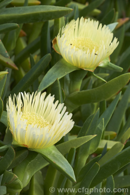 Hottentot. Fig or Iceplant (<i>Carpobrotus edulis</i>), a South African succulent that has naturalised in many areas, particularly near the coast. Its flowers are followed by edible watery fruit. carpobrotus-2650htm'>Carpobrotus. <a href='aizoaceae-plant-family-photoshtml'>Aizoaceae</a>.