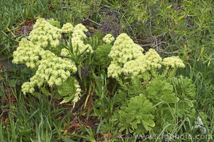 <i>Aeonium canariense</i>, an evergreen succulent shrub-like perennial from the Canary Islands. It bears showy heads of pale yellow flowers in spring. Order: Saxifragales, Family: Crassulaceae