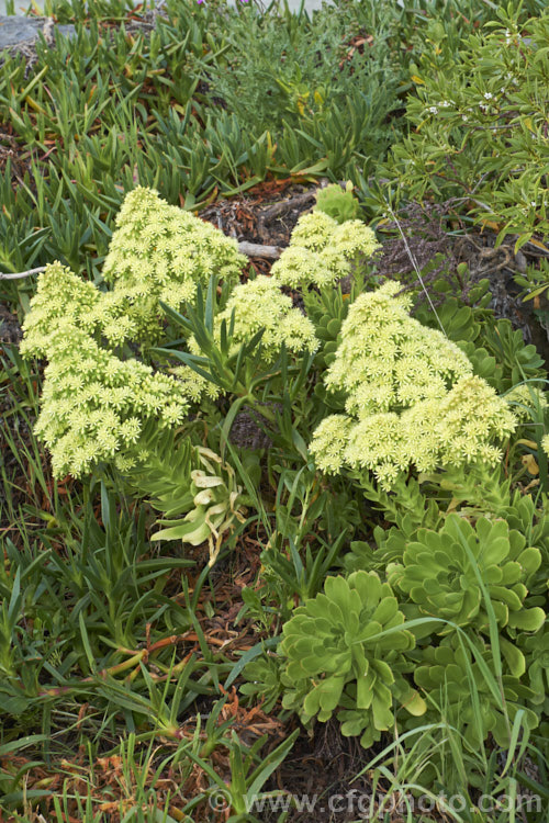 <i>Aeonium canariense</i>, an evergreen succulent shrub-like perennial from the Canary Islands. It bears showy heads of pale yellow flowers in spring. Order: Saxifragales, Family: Crassulaceae