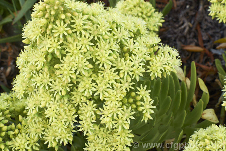 <i>Aeonium canariense</i>, an evergreen succulent shrub-like perennial from the Canary Islands. It bears showy heads of pale yellow flowers in spring. Order: Saxifragales, Family: Crassulaceae