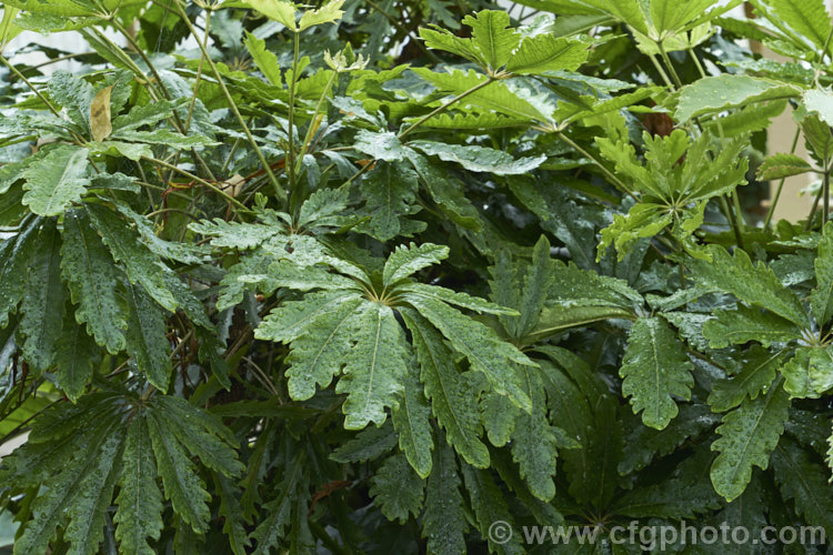 Threadleaf. False Aralia (<i>Schefflera veitchii [syn. Dizygotheca elegantissima]), a popular houseplant when young. It is a native of New Caledonia and develops into a tree up to 12m tall with mature foliage that is quite different from that of the juvenile plant. schefflera-2489htm'>Schefflera. Order: Apiales, Family: Araliaceae