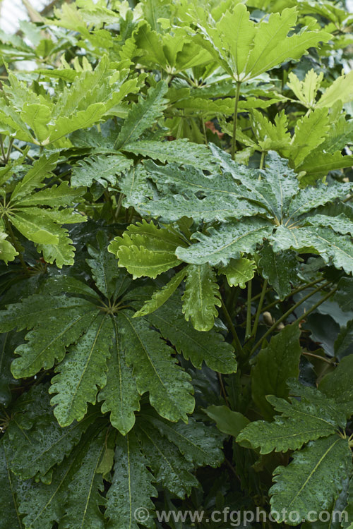 Threadleaf. False Aralia (<i>Schefflera veitchii [syn. Dizygotheca elegantissima]), a popular houseplant when young. It is a native of New Caledonia and develops into a tree up to 12m tall with mature foliage that is quite different from that of the juvenile plant. schefflera-2489htm'>Schefflera. Order: Apiales, Family: Araliaceae