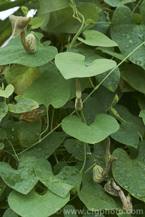 Aristolochia argentina, a rhizomatous climber native to Argentina. The flowers are small and not highly ornamental but its rhizomes yield several extracts, including one that may yield a synthetic fuel. Order: Piperales, Family: Aristolochiaceae