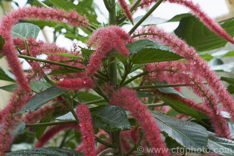 Red Hot Cat's Tail (<i>Acalypha hispida</i>), a long-flowering evergreen shrub that grows to around 4m tall, with floral catkins to 50cm long. It is native to New Guinea and Malaysia, and outside the tropics it is usually seen as a house or greenhouse plant. Order: Malpighiales, Family: Euphorbiaceae